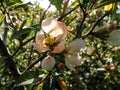 Closeup macro shot of pink and peach quince cydonia flowers and buds on branches of bush surrounded with green leaves Royalty Free Stock Photo