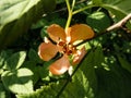 Closeup macro shot of pink and peach quince cydonia flowers and buds on branches of bush surrounded with green leaves Royalty Free Stock Photo