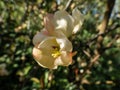 Closeup macro shot of pink and peach quince cydonia flowers and buds on branches of bush surrounded with green leaves Royalty Free Stock Photo