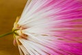 Closeup macro shot of a Pink Silk Tree flower Albizia julibrissin or mimosa Royalty Free Stock Photo