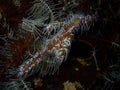 The pregnant Ornate ghost pipefish or harlequin ghost pipefish, Solenostomus paradoxus during leisure dive in Tunku Abdul Rahman P