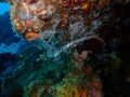 The pregnant Ornate ghost pipefish or harlequin ghost pipefish, Solenostomus paradoxus during leisure dive in Tunku Abdul Rahman P