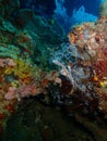 The pregnant Ornate ghost pipefish or harlequin ghost pipefish, Solenostomus paradoxus during leisure dive in Tunku Abdul Rahman P