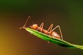 Closeup. Macro shot of red ant on green leaf. Royalty Free Stock Photo