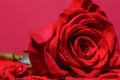 Closeup, macro shot. Red rose flower. Roses in flower shop. A red rose bloom. Rose petals. Natural bright roses Royalty Free Stock Photo
