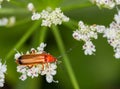 Closeup macro shot of the red soldier beetle Royalty Free Stock Photo