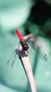 a scarlet red tailed dragonfly sitting on a dry leaf Royalty Free Stock Photo