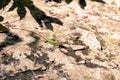 Closeup macro shot of a small lizard on the sunny sand ground Royalty Free Stock Photo