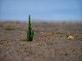 Closeup macro shot of a small Salicornia europaea plant