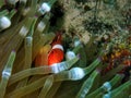 Closeup and macro shot of the Spinecheek Anemonefish or the maroon clownfish inside the bubble tip anemone during a leisure dive.