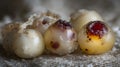 Closeup Macro Shot of Strange Alien Eggs with Red Good Resolution Stock Photo Royalty Free Stock Photo