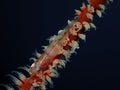 Closeup and macro shot of whip coral goby during leisure dive in Sabah, Borneo.