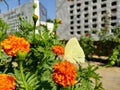 Butterfly on flower.