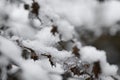 Closeup macro of snow or ice on a plant Royalty Free Stock Photo