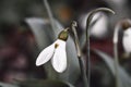 Closeup macro of snowdrop in spring season Royalty Free Stock Photo