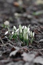 Closeup macro of snowdrops Royalty Free Stock Photo