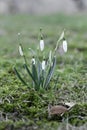 Closeup macro of snowdrops in spring season Royalty Free Stock Photo