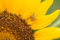 Closeup macro spider with sunflower..