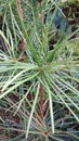 Closeup macro spiked shrubbery foliage