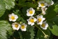 Closeup macro strawberry flower blossom at sunny summer day Royalty Free Stock Photo