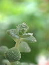 Closeup macro succulent ,plant ,Sedum morganianum ,Burro`s-tail with water drops on a green leaf and blurred background