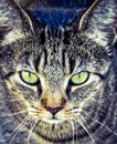 Closeup Macro Of Tabby Cat Looking Serious With Bright Green Eyes