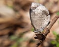 Closeup macro of a tailless bush blue butterfly resting on a twig