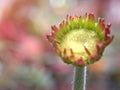 Closeup macro red Transvaal Gerbera daisy flower plants in garden  and soft focus on sweet  blurred background Royalty Free Stock Photo