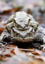 Closeup macro of two toads or frogs mating Royalty Free Stock Photo