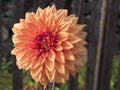 Closeup macro of vibrant orange dahlia flower in full bloom with morning dew drops, Selective focus Royalty Free Stock Photo