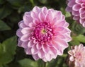 Closeup macro of vibrant pink dahlia flower in full bloom with morning dew drops, Selective focus Royalty Free Stock Photo