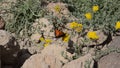 Aglais urticae , the small tortoise shell butterfly nectar suckling on flower , butterflies of Iran