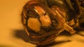 Closeup macro view of the head of a dead queen wasp