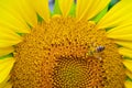 Closeup macro view of honey collection process, bee pollinating beautiful sunflower, honey making process Royalty Free Stock Photo