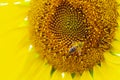 Closeup macro view of honey collection process, bee pollinating beautiful sunflower, bee picture, working bee Royalty Free Stock Photo