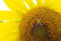 Closeup macro view of honey collection process, colorful bee pollinating beautiful sunflower, bee picture, working bee Royalty Free Stock Photo