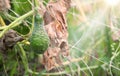 Dried bush of cucumbers with unripe fruits Royalty Free Stock Photo