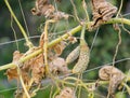 Dried bush of cucumbers with unripe fruits Royalty Free Stock Photo