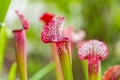 Closeup macro view of sarracenia leucophylla plant. Green insect consuming plant is growing in garden. Interesting botanical leafs