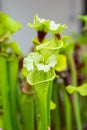 Closeup macro view of sarracenia leucophylla plant. Green insect consuming plant is growing in garden. Interesting botanical leafs