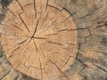 Closeup macro view of split cross cut section of a wooden log. Natural organic texture, pattern, background of cracked, rough, wo Royalty Free Stock Photo