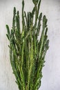 Closeup macro view of a tall thin green cactus on grey wall background Royalty Free Stock Photo