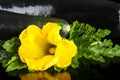 Closeup macro view of yellow zucchini flower, zucchini on black Royalty Free Stock Photo