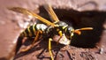 Closeup macro wasp. Details of yellow dangerous animal