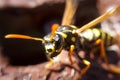 Closeup macro wasp. Details of yellow dangerous animal