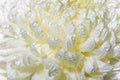 Closeup macro wet chrysanthemum bud Royalty Free Stock Photo