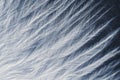 Closeup macro of white bird feather. Natural abstract texture