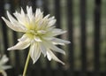 Closeup macro of white dahlia flower in full bloom with morning dew drops, Selective focus Royalty Free Stock Photo