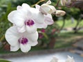 Closeup macro white Moth orchids, cooktown orchid ,Dendrobium bigibbum orchid flower plants with sunshine and soft focus in garden Royalty Free Stock Photo