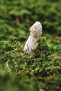Closeup or macro of a white mushroom in moss Royalty Free Stock Photo